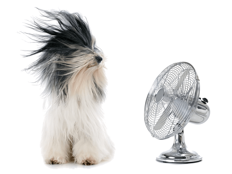 best-dog-cooling-fans