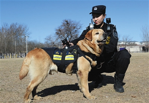 Chinese-Police-Dog-vr-camera