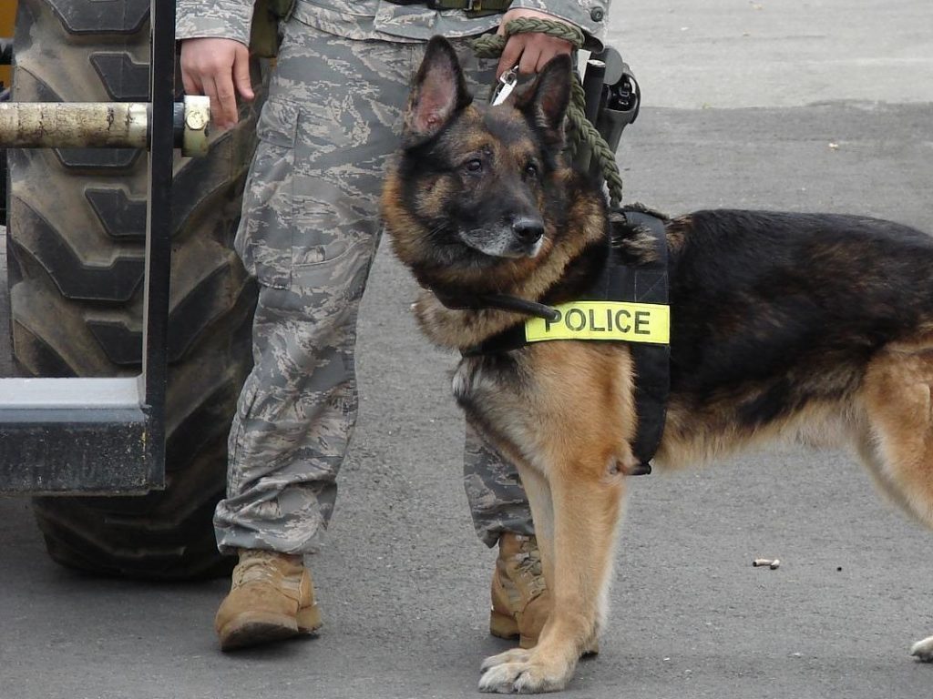Police_dog_on_duty_at_Elmendorf_Air_Force_Base-1024x768